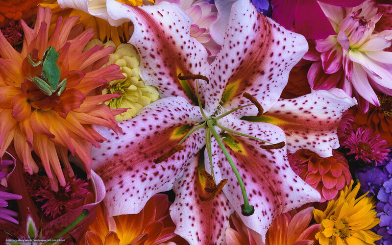 Colorful flower arrangement with frog