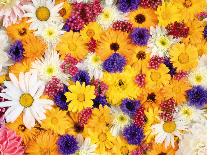 Colorful Flower Arrangement — Yellow, Vibrant, Photograph, Daisies