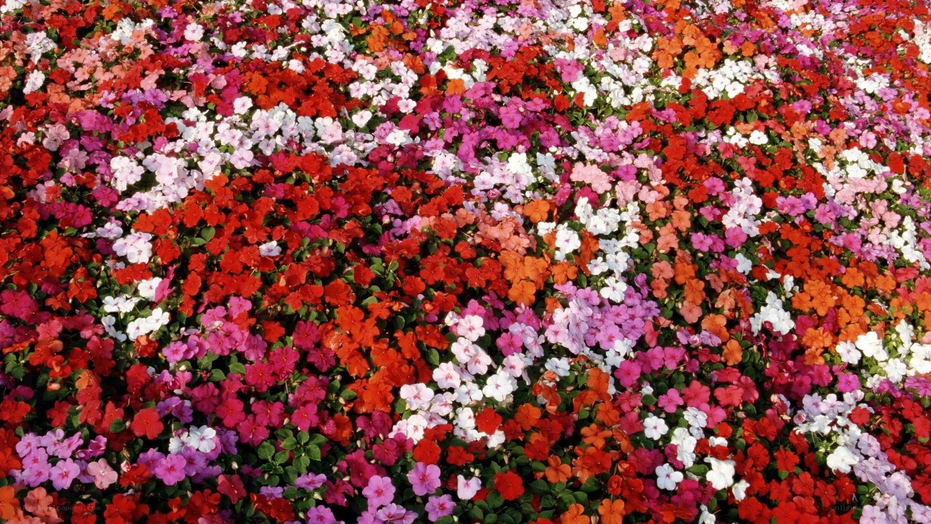 Colorful flower bed