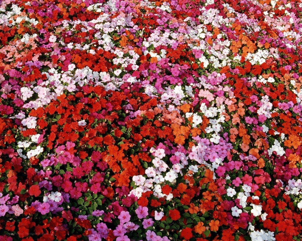 Colorful flower bed