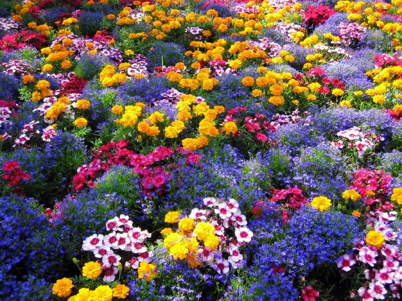 Colorful Flower Bed — Blue, Vibrant, Afternoon