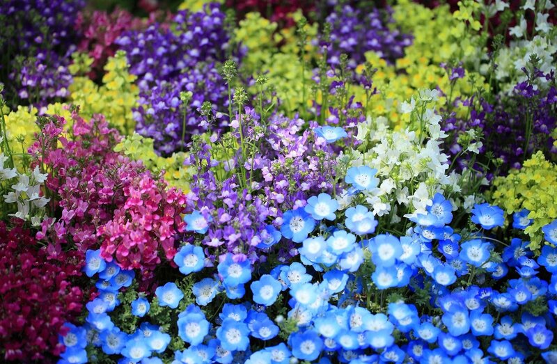 Colorful Flower Bed — Blue, Vibrant, Spring