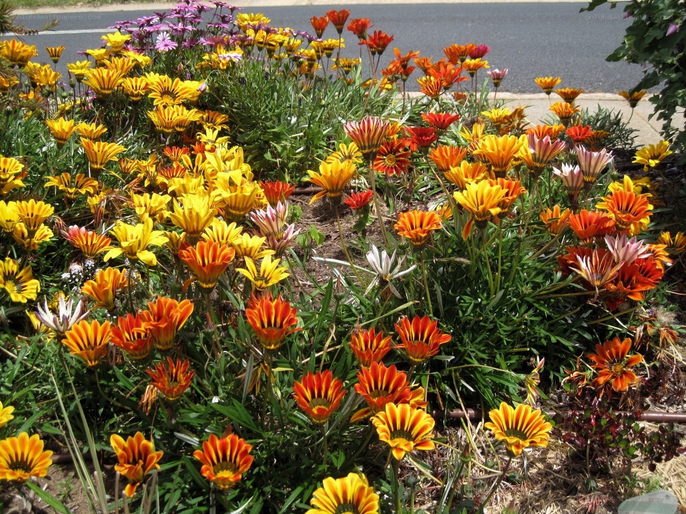 Colorful flower bed by the road