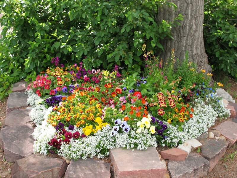 Colorful Flower Bed — Green, Serene, Afternoon, Photograph