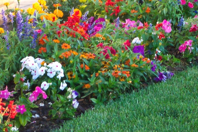 Colorful Flower Bed — Green, Vibrant, Afternoon
