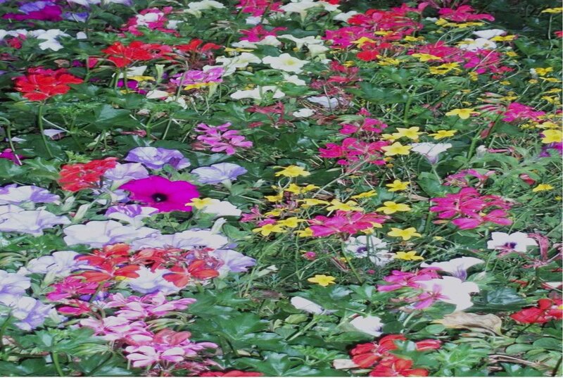Colorful Flower Bed — Green, Vibrant, Summer
