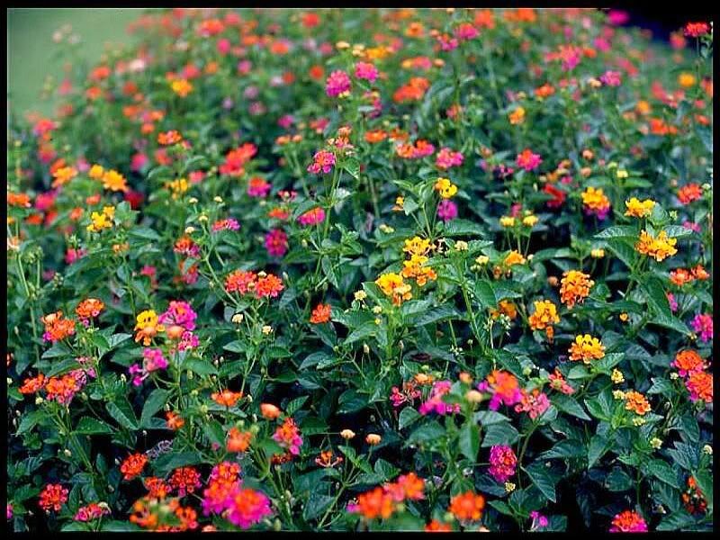 Colorful Flower Bed — Green, Vibrant