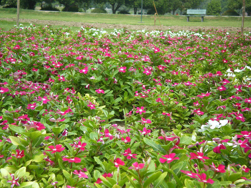 Colorful flower bed in a park