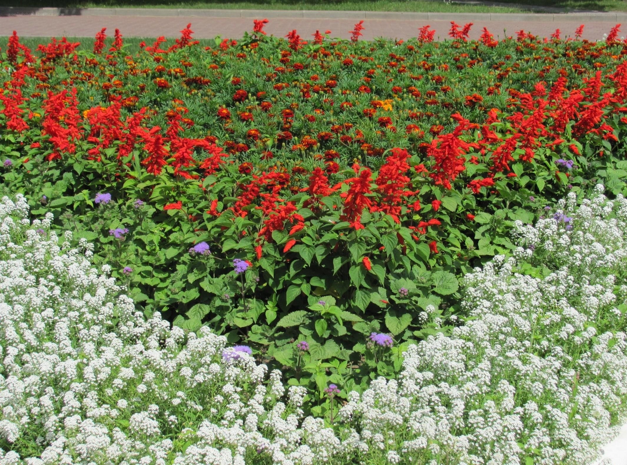 Colorful flower bed in a park