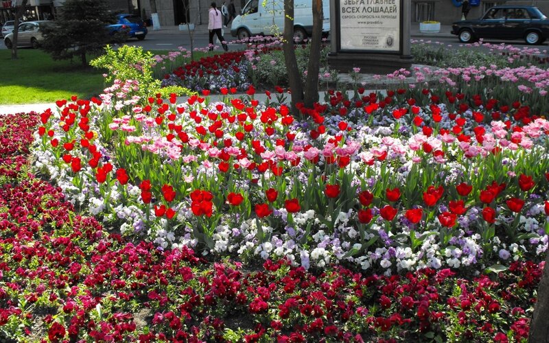 Colorful flower bed in city park