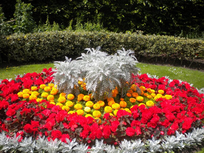 Colorful flower bed in garden