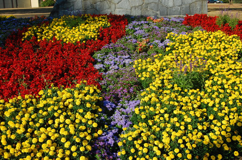 Colorful flower bed in garden