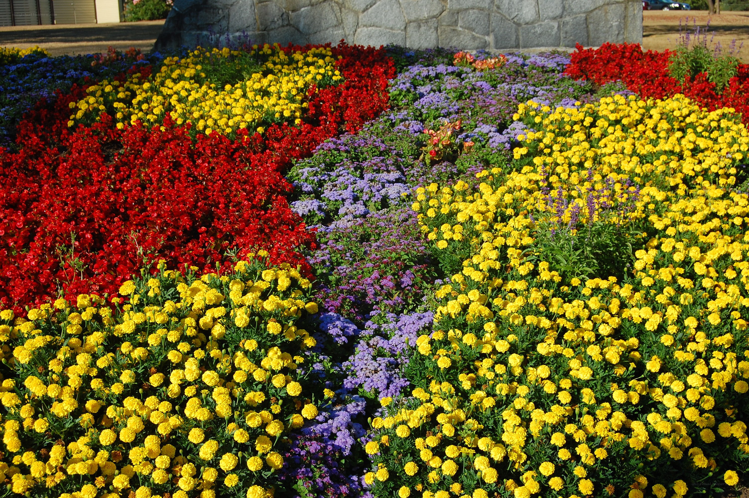 Colorful flower bed in garden