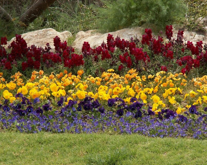 Colorful flower bed in garden