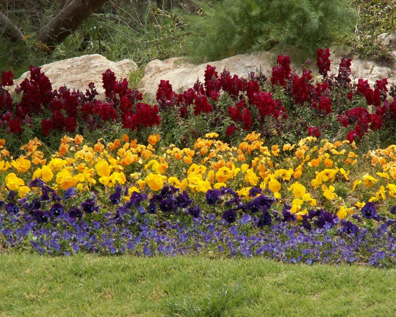 Colorful flower bed in garden