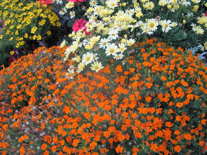 Colorful Flower Bed — Orange