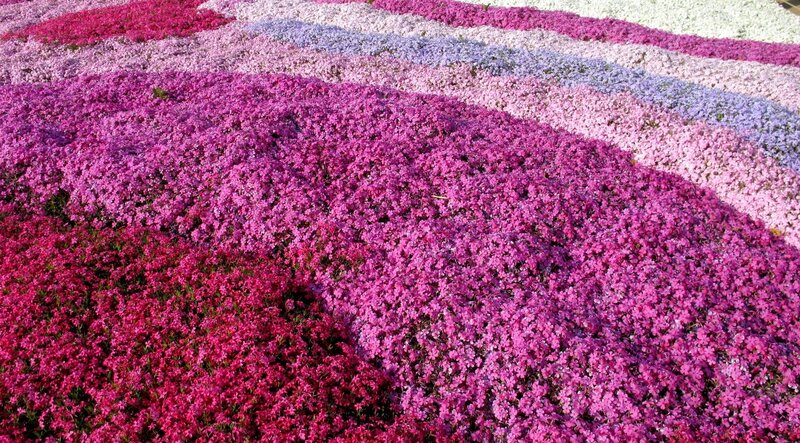 Colorful flower bed patterns