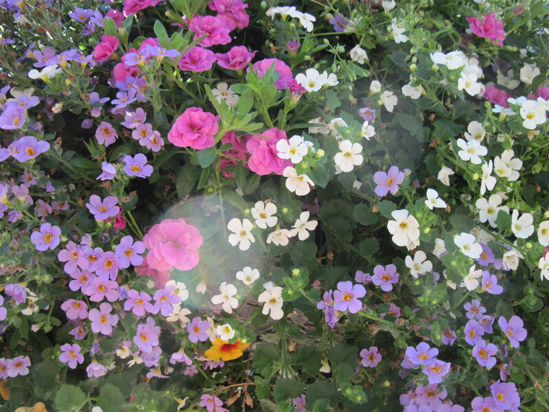 Colorful Flower Bed — Pink, Bright