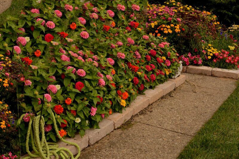 Colorful Flower Bed — Pink, Calm, Afternoon, Photograph