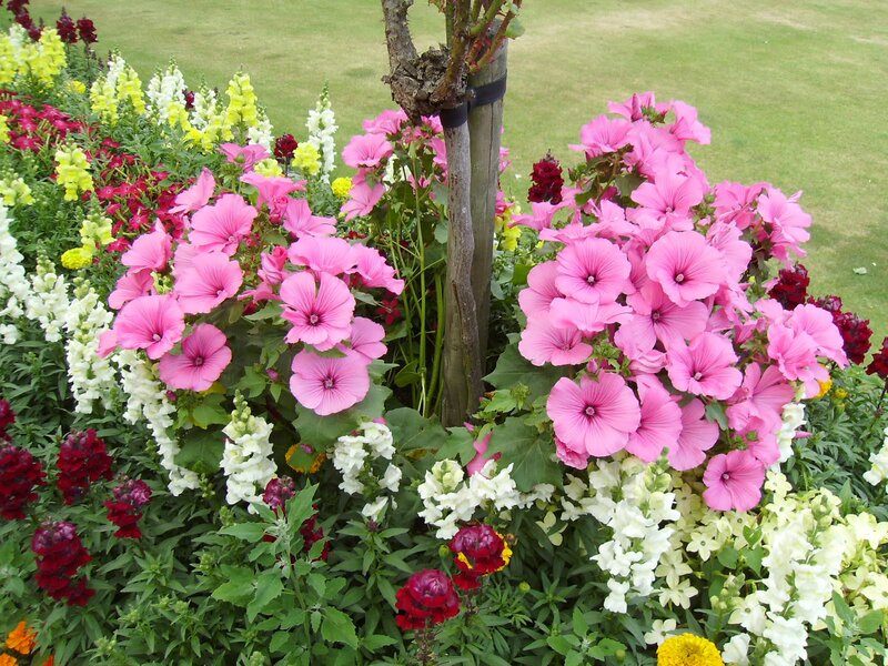 Colorful Flower Bed — Pink, Calm, Afternoon