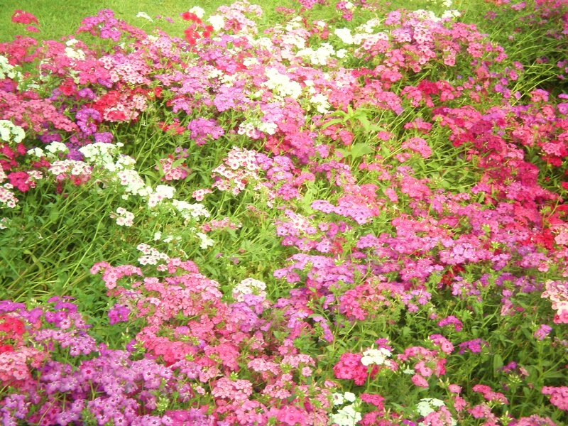 Colorful Flower Bed — Pink, Calm, Summer