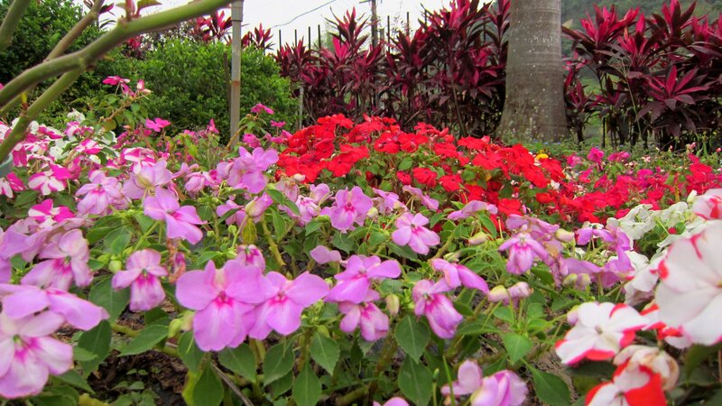 Colorful Flower Bed — Pink, Calm