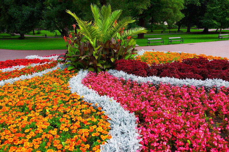 Colorful Flower Bed — Pink, Serene, Afternoon