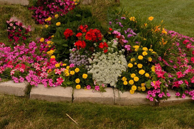 Colorful Flower Bed — Pink, Vibrant, Afternoon, Photograph