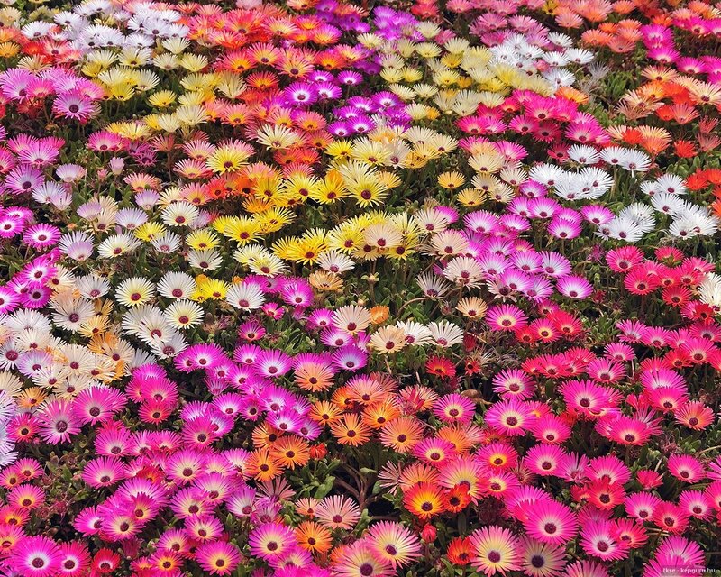 Colorful Flower Bed — Pink, Vibrant, Afternoon
