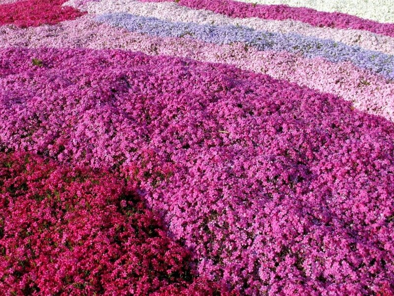 Colorful Flower Bed — Pink, Vibrant, Spring