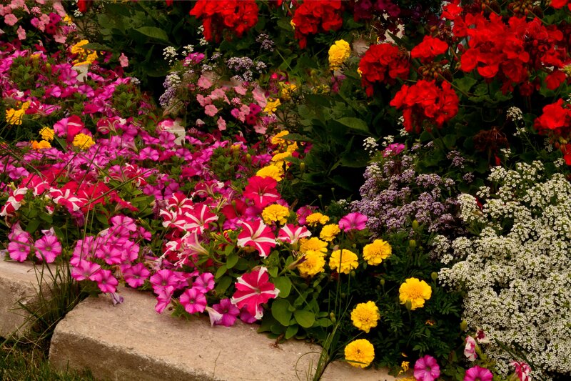 Colorful Flower Bed — Pink, Vibrant, Summer