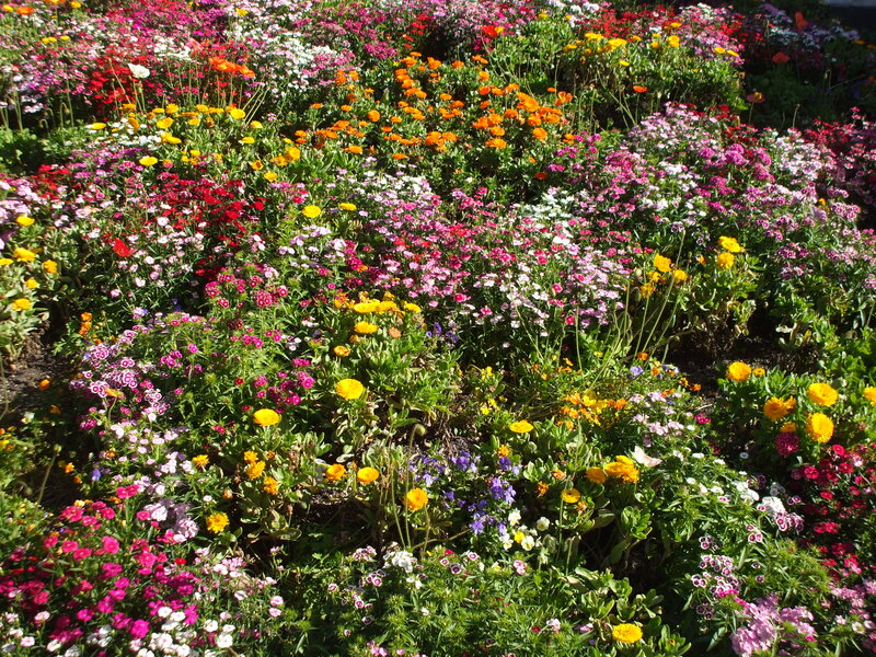 Colorful Flower Bed — Pink, Vibrant