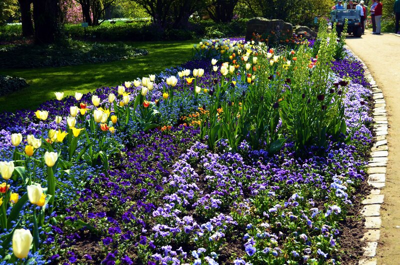 Colorful Flower Bed — Purple, Serene, Spring