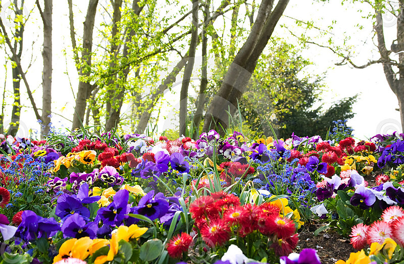 Colorful Flower Bed — Purple, Serene