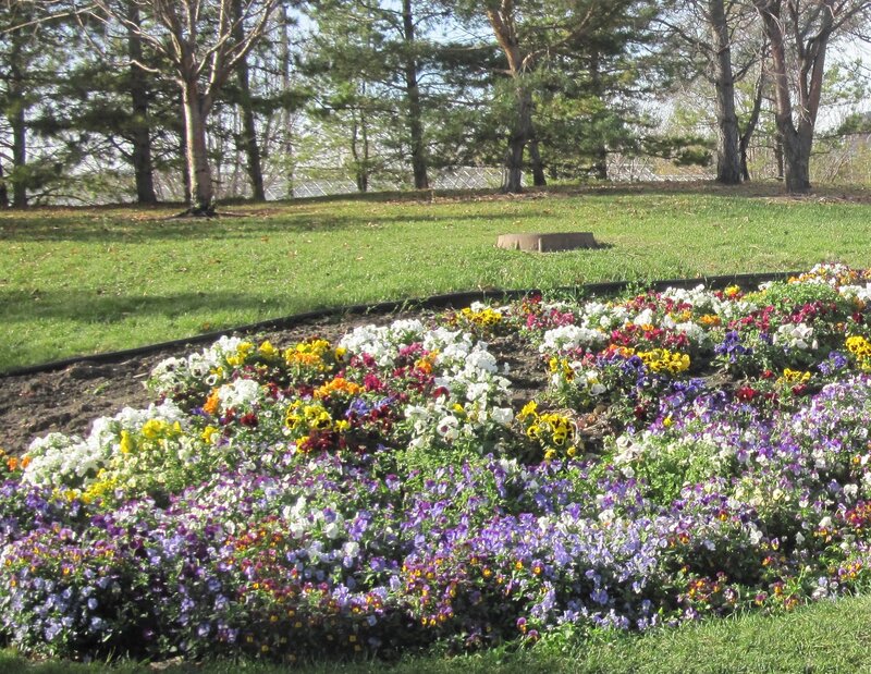 Colorful Flower Bed — Purple