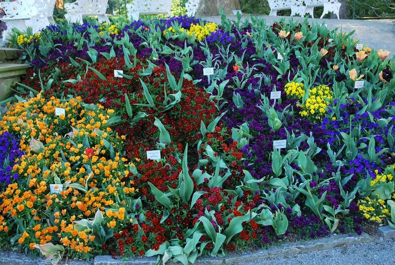 Colorful Flower Bed — Purple, Vibrant, Afternoon, Photograph