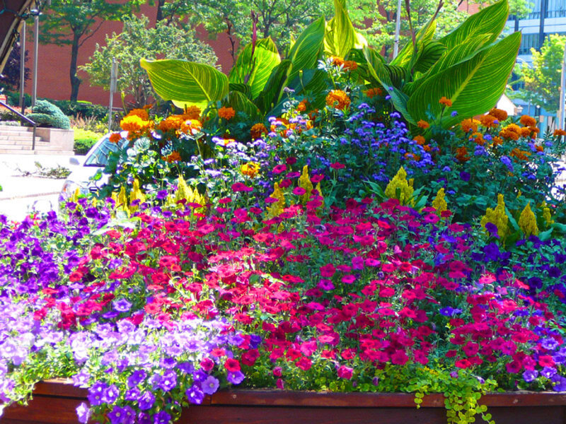 Colorful Flower Bed — Purple, Vibrant, Afternoon