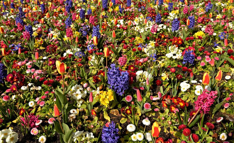 Colorful Flower Bed — Purple, Vibrant, Spring
