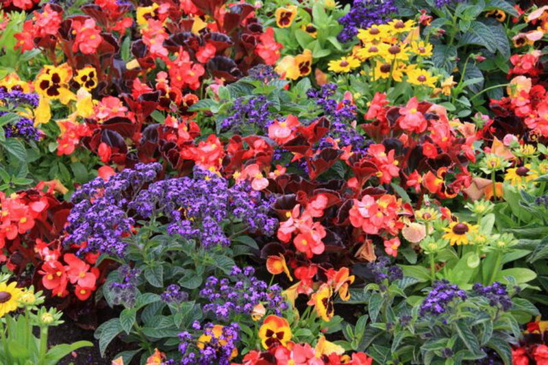 Colorful Flower Bed — Purple, Vibrant, Summer