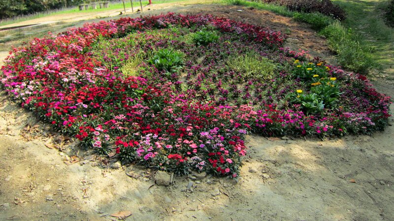 Colorful Flower Bed — Red, Calm