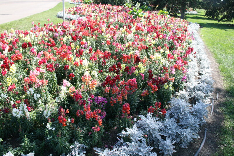 Colorful Flower Bed — Red, Serene, Afternoon