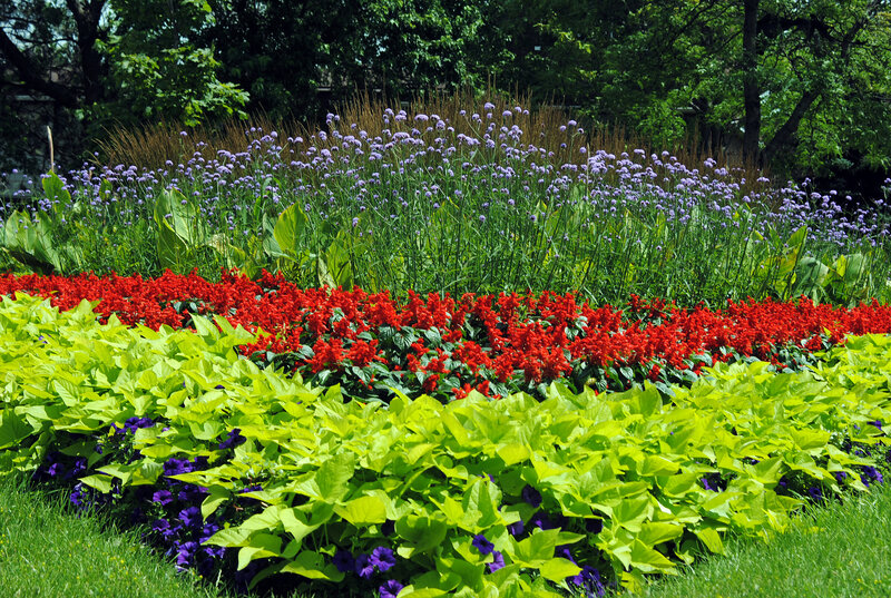 Colorful Flower Bed — Red, Serene, Summer