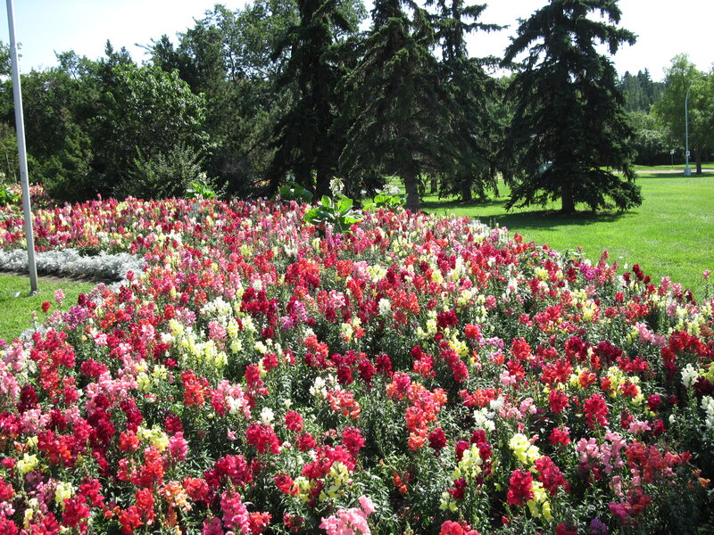 Colorful Flower Bed — Red, Serene