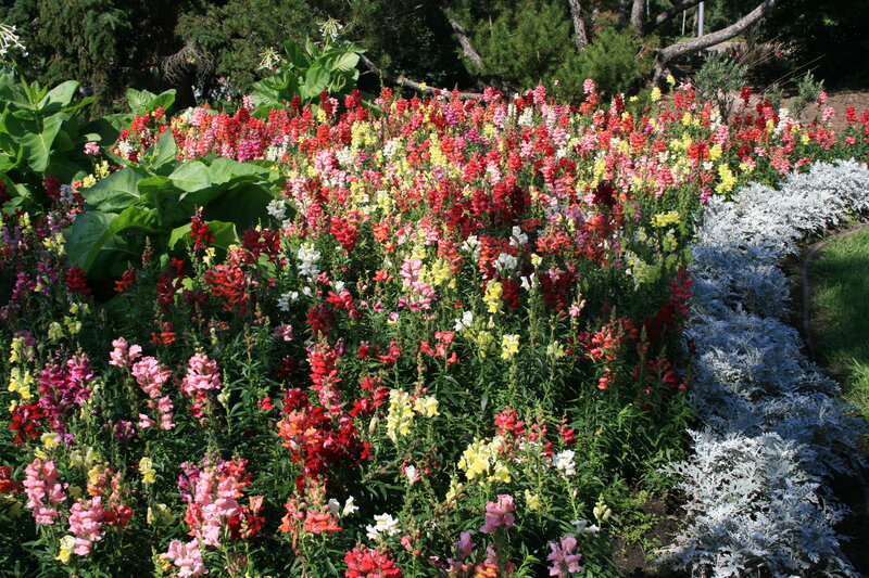 Colorful Flower Bed — Red, Vibrant, Afternoon, Photograph, Plants