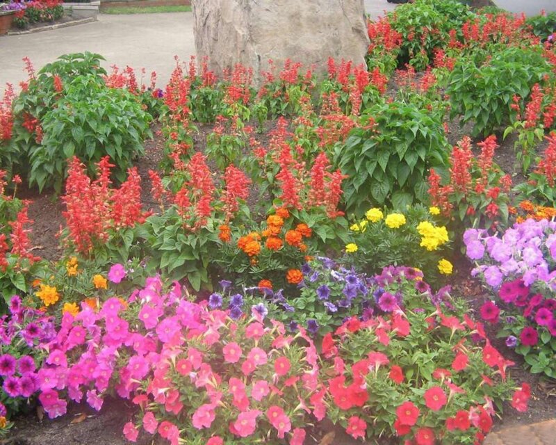 Colorful Flower Bed — Red, Vibrant, Afternoon