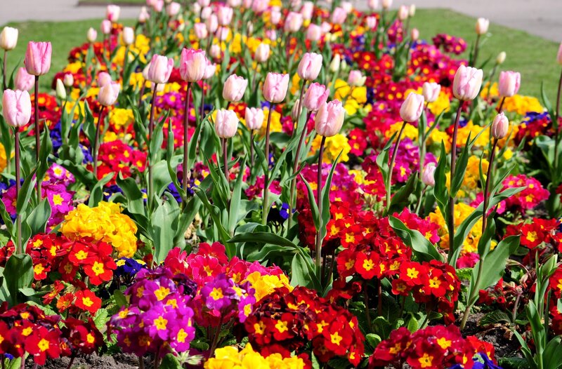 Colorful Flower Bed — Red, Vibrant, Spring, Photograph