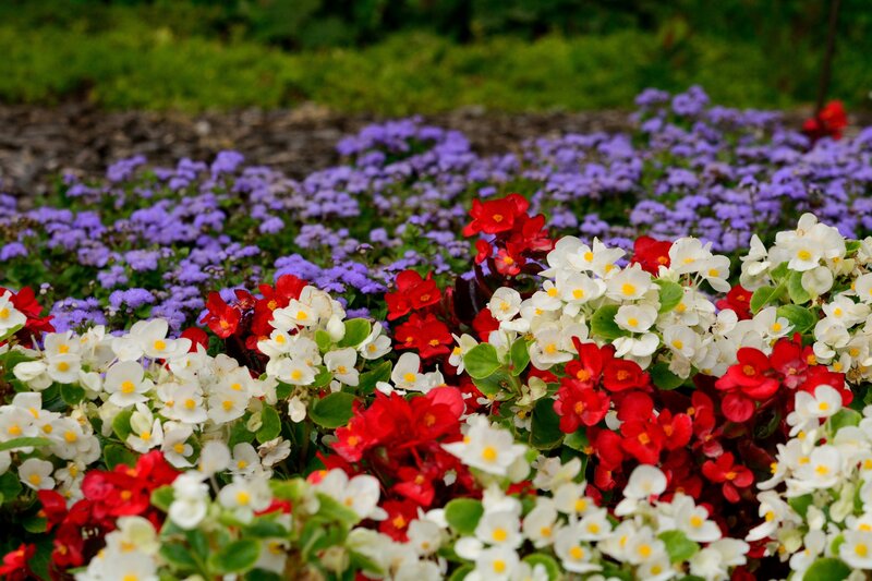 Colorful Flower Bed — Red, Vibrant, Spring