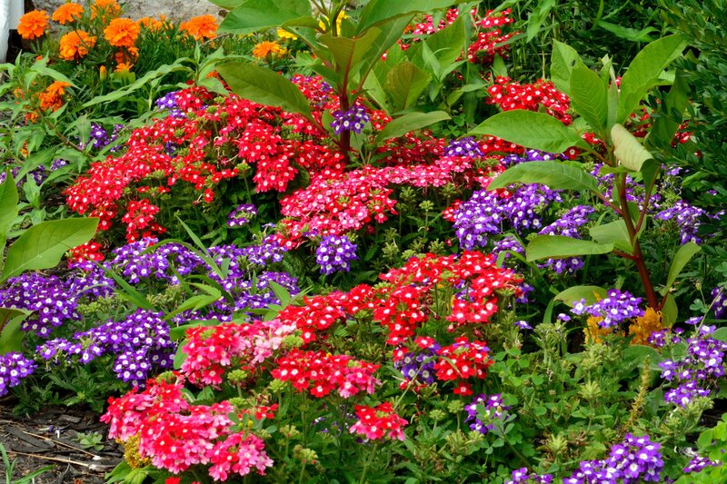 Colorful Flower Bed — Red, Vibrant, Summer, Photograph, Flowers, Leaves
