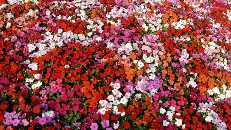 Colorful Flower Bed — Red, Vibrant, Summer