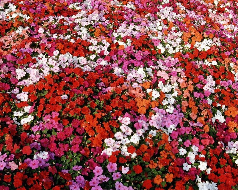 Colorful Flower Bed — Red, Vibrant